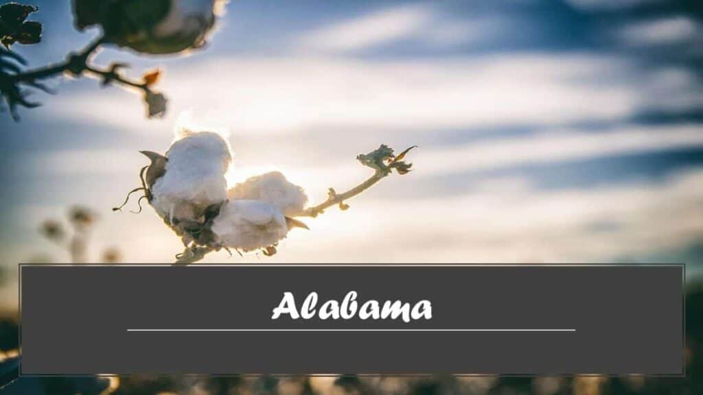 Close-up of a cotton branch with a sunny sky in the background and "Alabama" text on a banner.