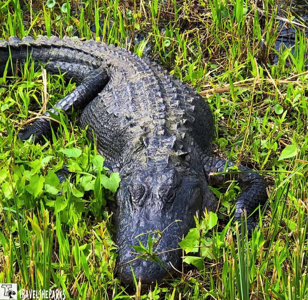 Alligator resting on green grass with leafy plants around.