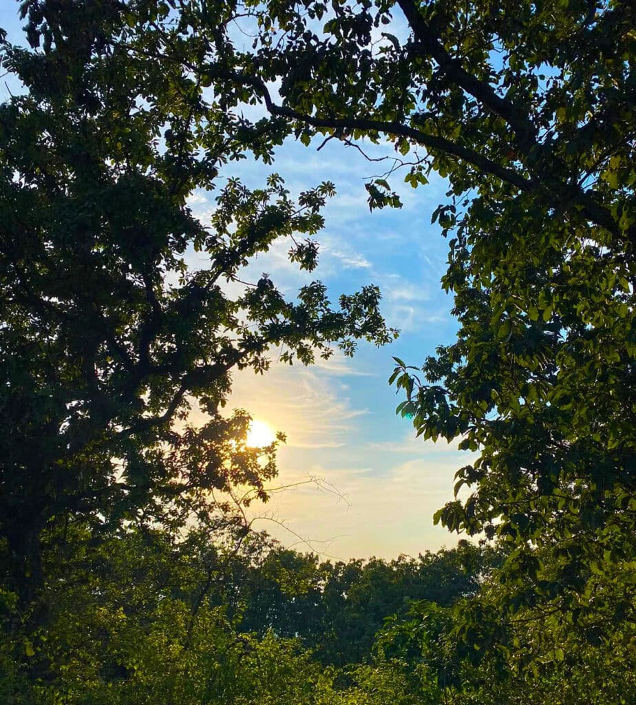Sunset through tree branches with a blue sky and white clouds.