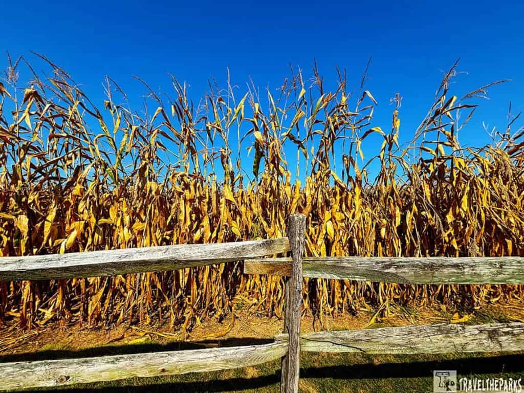 A weathered wooden fence in front of a field of dry corn plants under a clear blue sky.