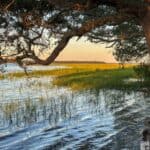 A serene waterway at Crooked River State Park, framed by a large tree branch and bordered by marsh grass under a sunset sky.