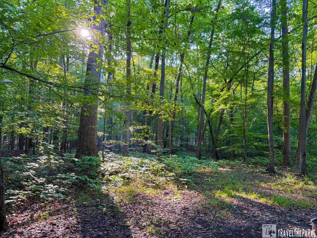 Sunlit forest scene with tall trees and dense green foliage.