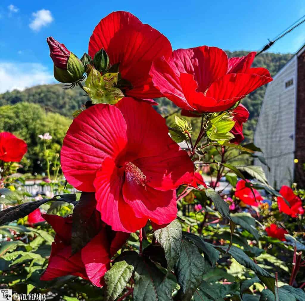 Close-up of large red hollyhock flowers with lush green leaves under a bright blue sky.