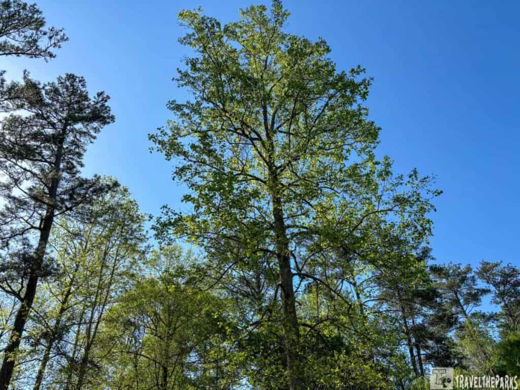 Tall tree with green leaves against a clear blue sky, surrounded by other trees.


