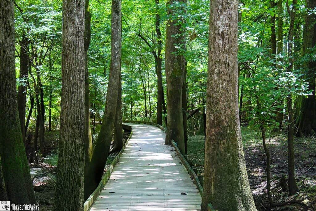A wooden boardwalk through a lush forest in Okefenokee Swamp with tall trees and green foliage.