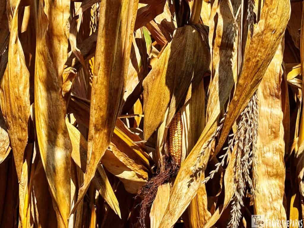 Close-up of dried corn stalks with visible yellow corn ear and tassel.