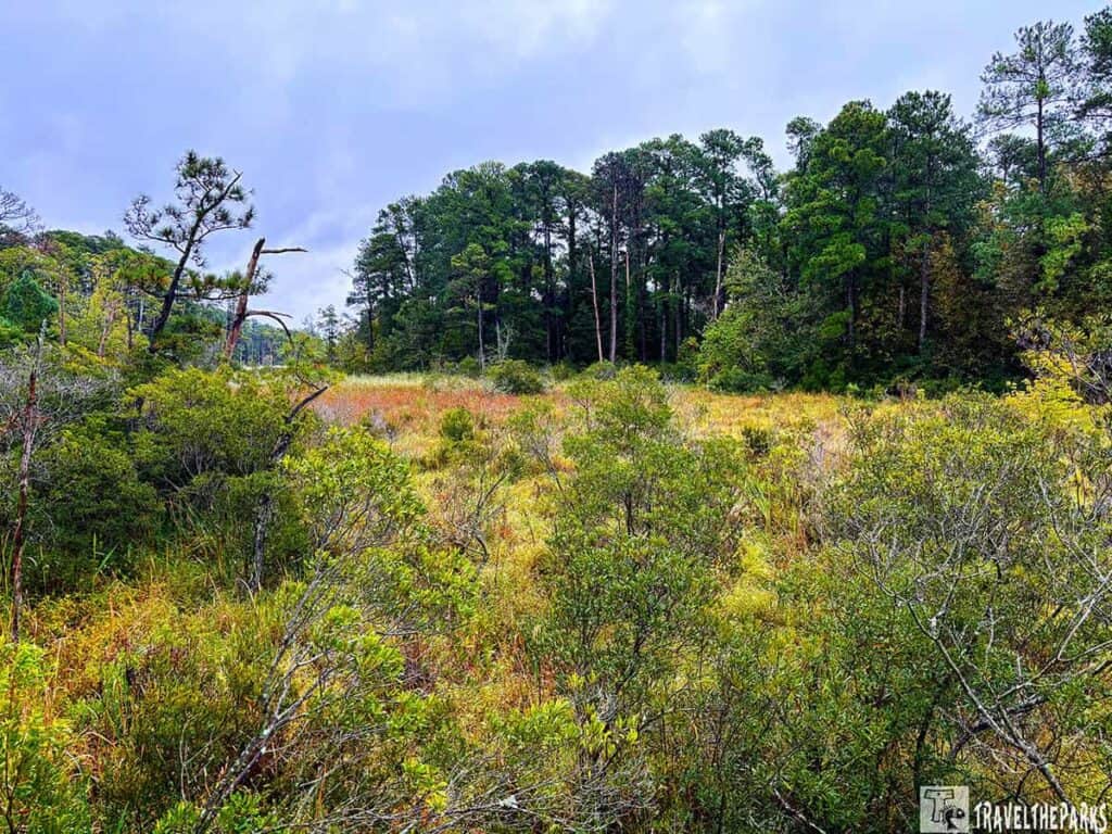 Pitch and Tar Swamp: Dense vegetation and a pine forest in Historic Jamestowne under a cloudy sky.