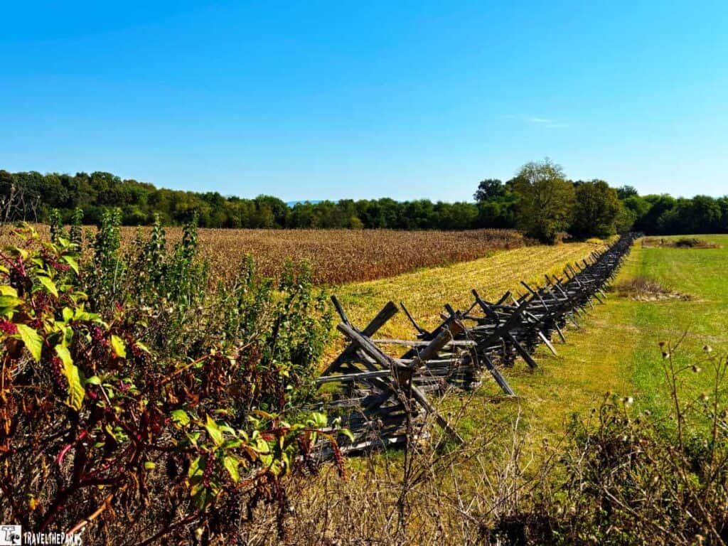 Cornfield at Antietam National Battlefield with a zigzag wooden fence and a backdrop of trees under a clear blue sky.