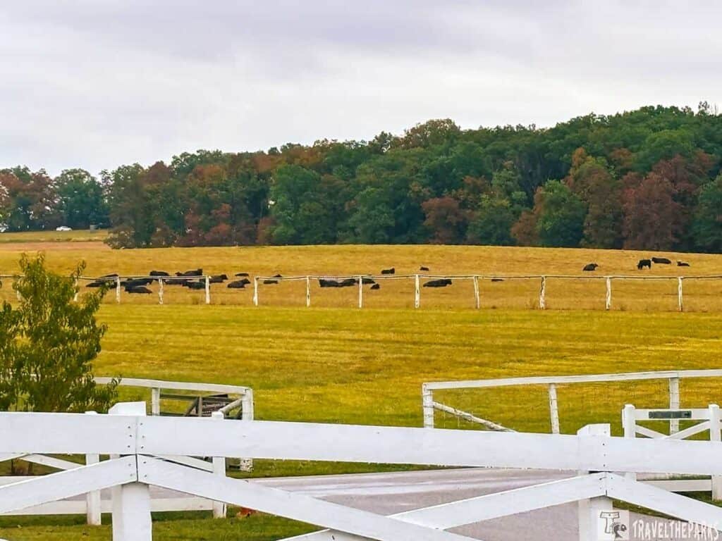 A field with grazing black cattle at Eisenhower National Historic Site, bordered by white fences and a backdrop of autumn trees and cloudy sky.