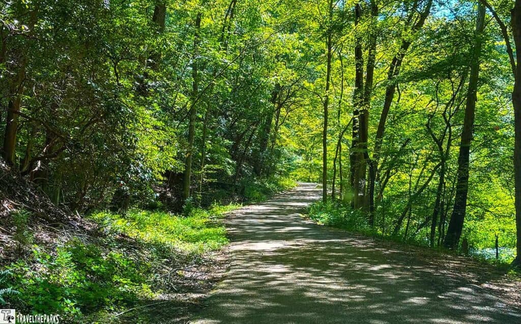 A sunlit path through a lush green forest with tall trees and dappled shadows on the path.