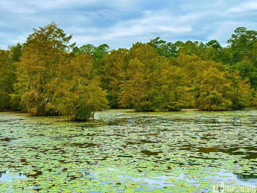 Pond with lily pads and large trees in a swamp-like setting.

