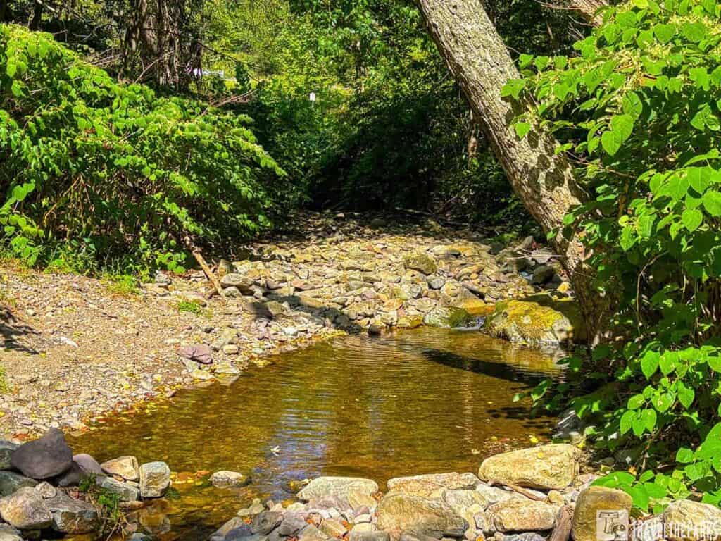 A shallow creek with clear water flowing through a lush forest, bordered by rocks and dense green foliage.