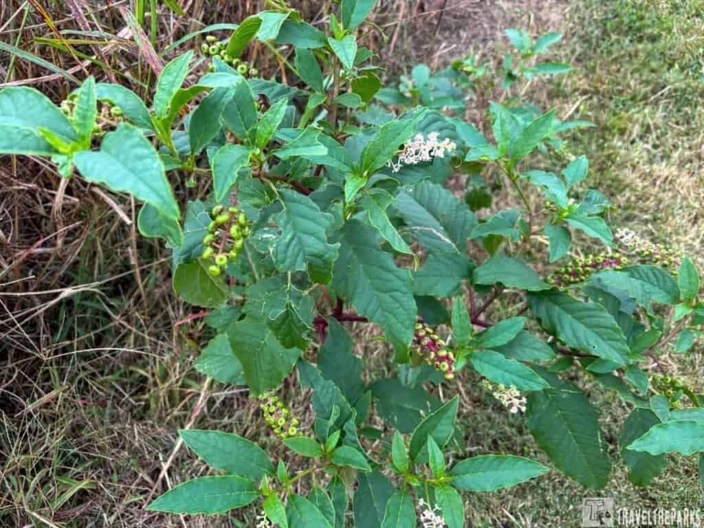 Elderberry bush with purple fruit