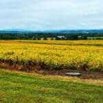 Golden crop field with grassy foreground at Eisenhower National Historic Site.