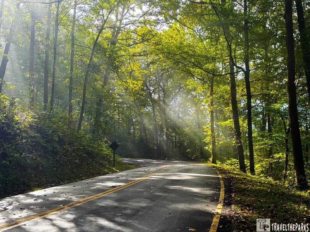 A winding road through a sunlit forest with tall green trees.