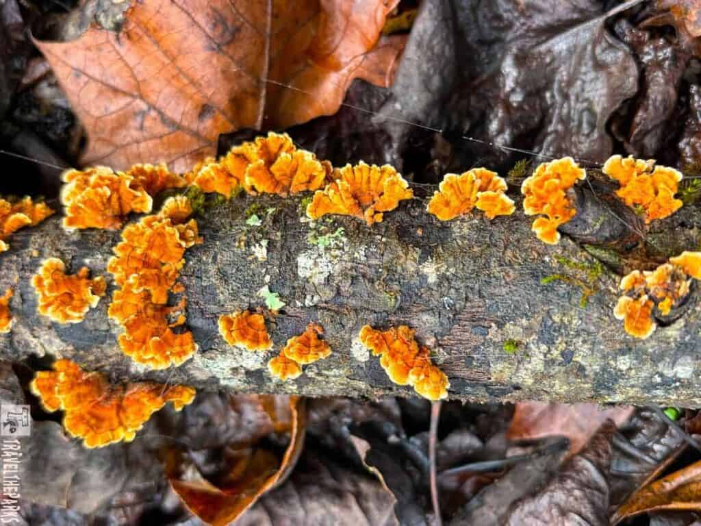 Close-up of orange fungi on a mossy log with dry leaves around it.