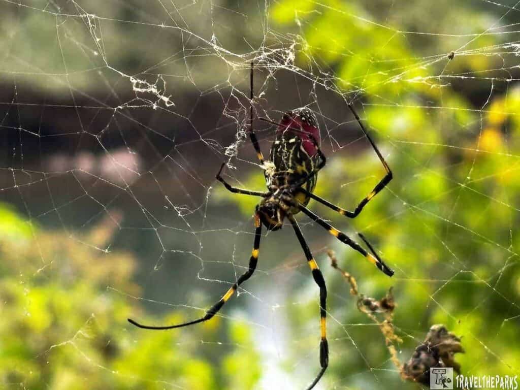 Close-up of a black and yellow spider on a web with a blurred green background.