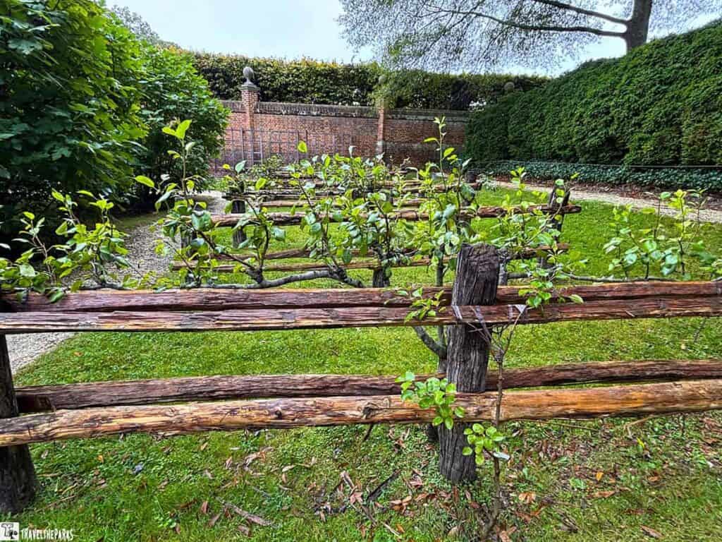 A garden with small fruit trees growing horizontally along wooden rails, surrounded by lush grass and hedges.