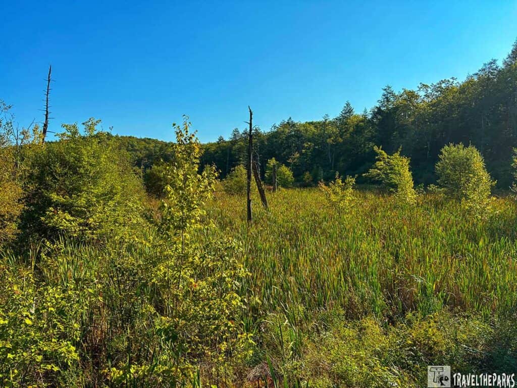 A verdant landscape with grasses, shrubs, trees, and a clear blue sky at Delaware Water Gap National Recreation Area.


