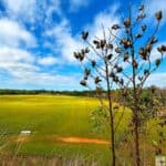View of Kolomoki Mounds with dried plant stalks in the foreground and a vast green field under a partly cloudy blue sky.