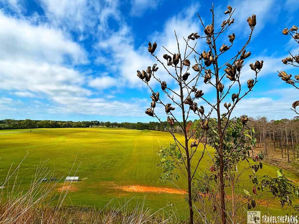 View of Kolomoki Mounds with dried plant stalks in the foreground and a vast green field under a partly cloudy blue sky.