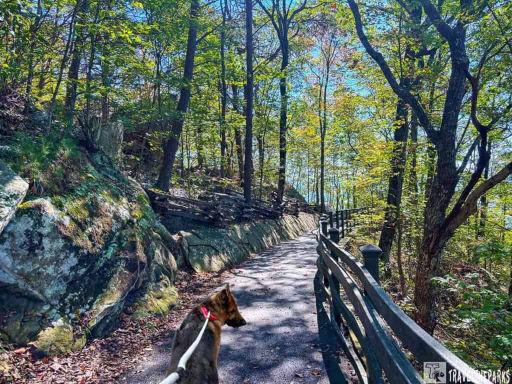 A dog on a leash walks along a forested, paved trail with wooden railings and surrounding trees at Cumberland Gap.