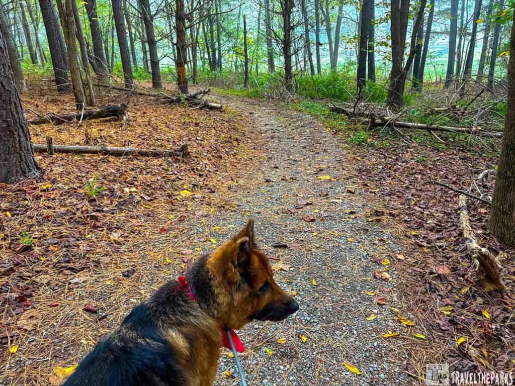 A forest trail at Claytor Lake State Park with a dog wearing a red collar.

