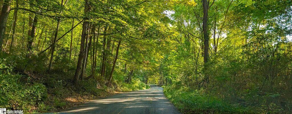 A sunlit road through a lush green forest in Delaware Water Gap National Recreation Area.