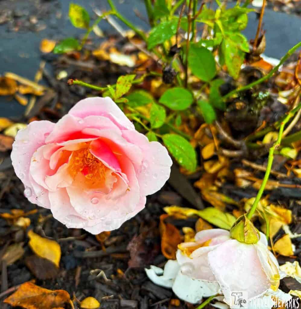 Close-up of a light pink rose with water droplets, surrounded by green leaves and autumn mulch.