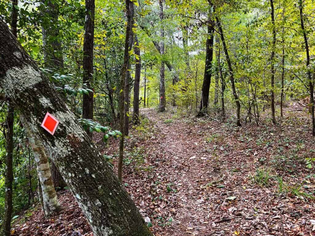 A forest path with dense green foliage and a tree marked with a red square trail marker.