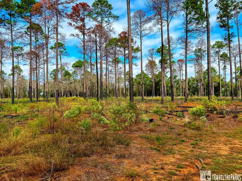 Forest scene with tall pine trees and a grassy, fern-covered forest floor under a blue sky.

