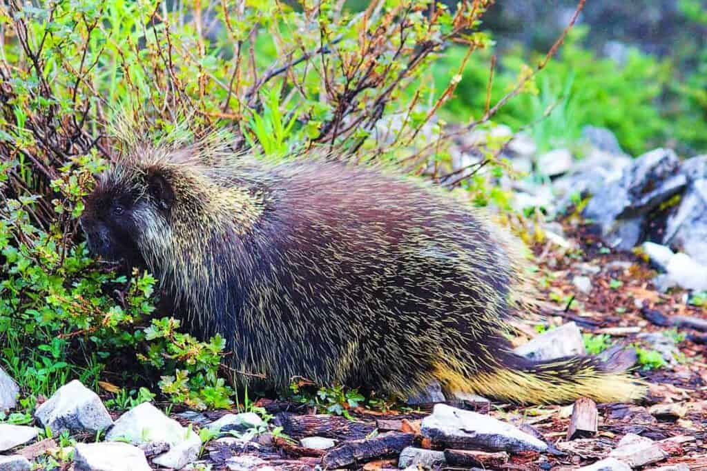 A porcupine among greenery and rocks in the Delaware Water Gap National Recreation Area.