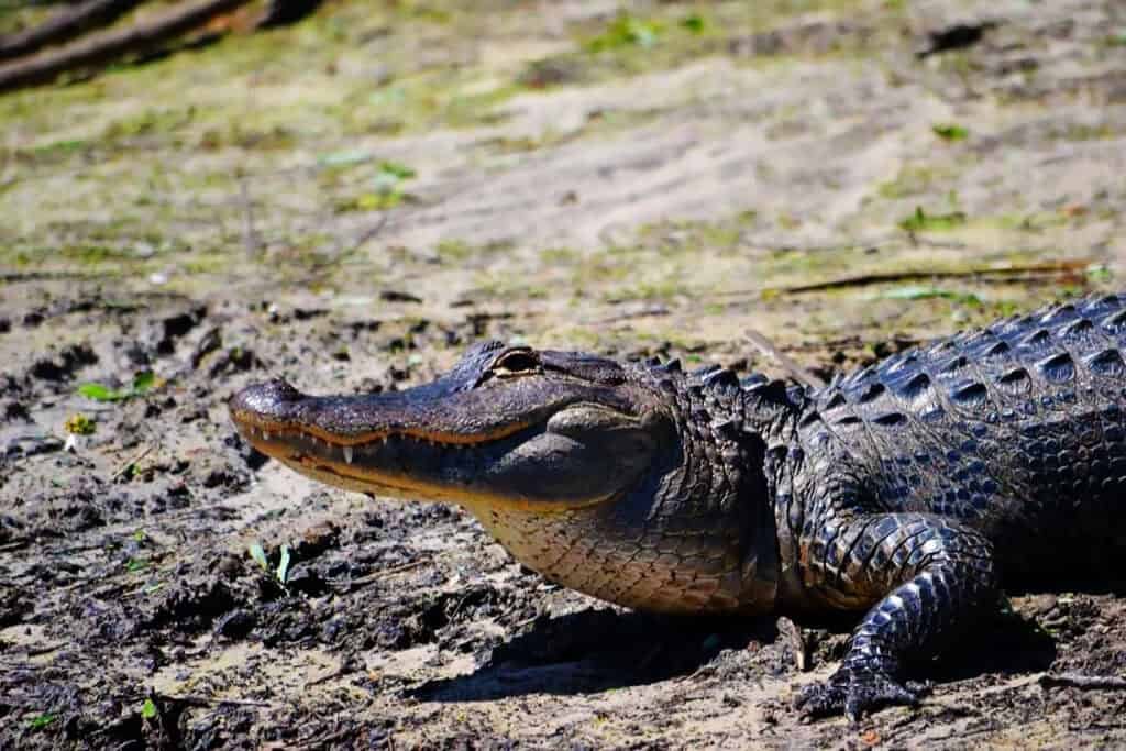 Alligator resting on a muddy surface at Lake Woodruff NWR.
