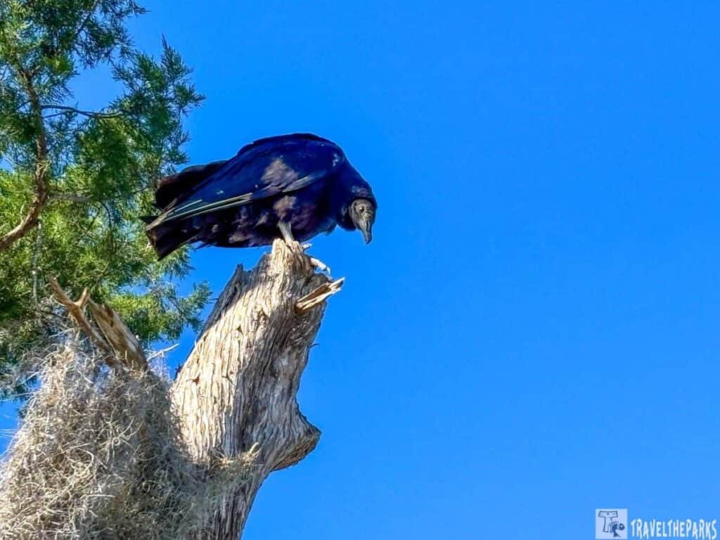 Birdwatching at Lake Woodruff NWR in Central Florida a Black Vulture sits in a tree.