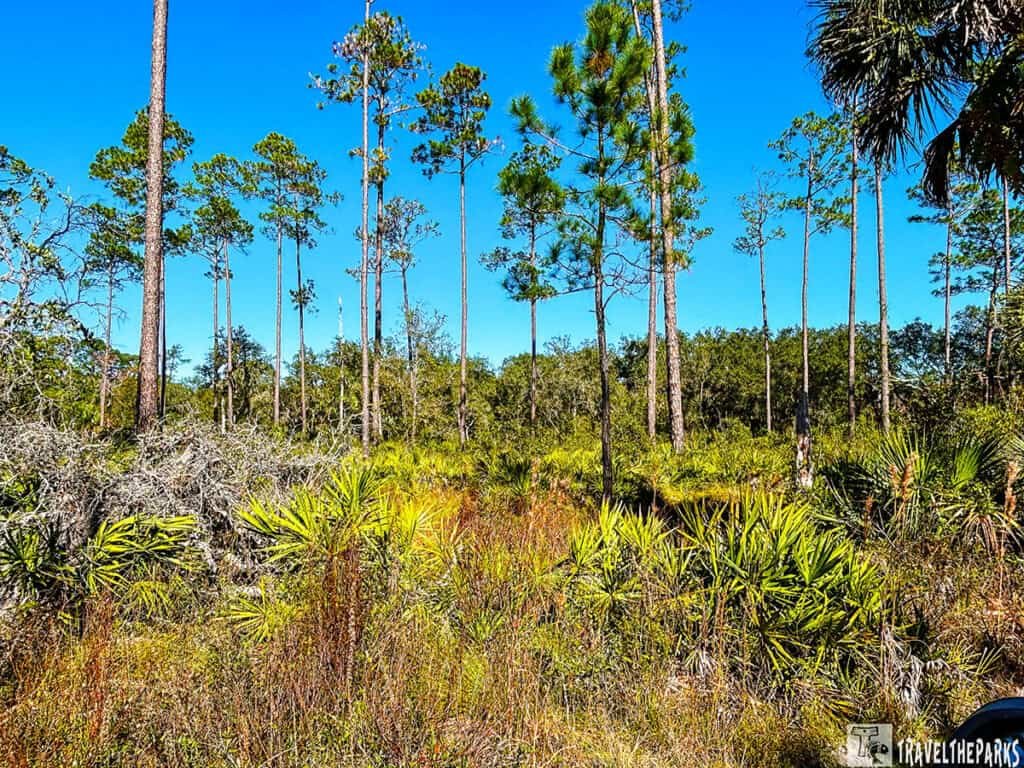 A landscape of tall pine trees and palmetto plants at Lake Woodruff NWR.