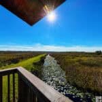 View from a wooden structure overlooking a wetland with a waterway and lily pads, under a clear blue sky with the sun shining brightly.