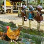 Chickens near tree roots with historical armor in the background at Jamestown Settlement James Fort.