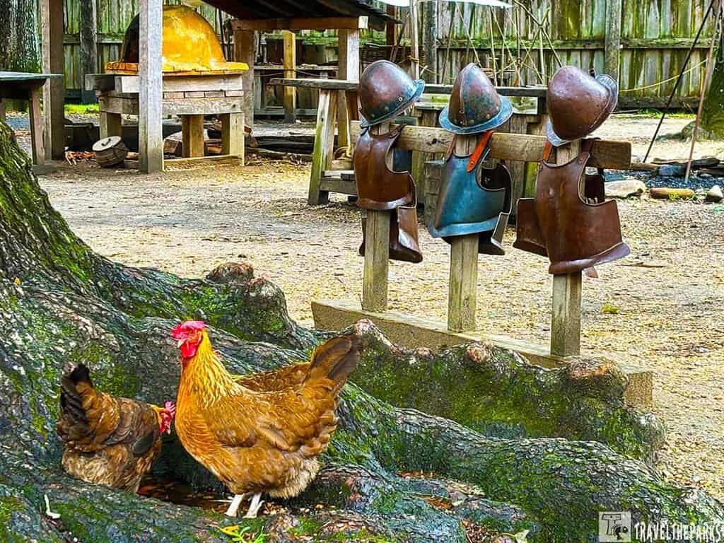 Chickens near tree roots with historical armor in the background at Jamestown Settlement James Fort.