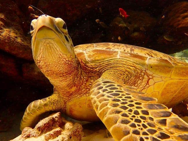 A green sea turtle gliding gracefully through the water in an aquarium, showcasing its vibrant colors and smooth shell.
