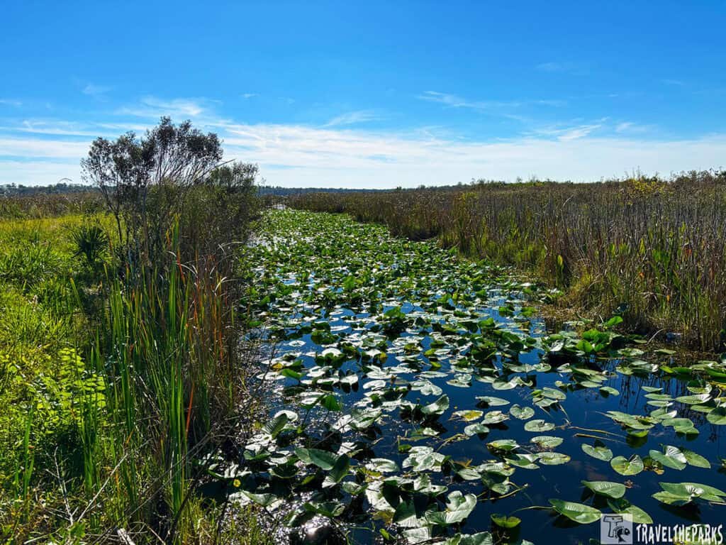A waterway with lily pads surrounded by tall grasses under a clear blue sky at Lake Woodruff National Wildlife Refuge.