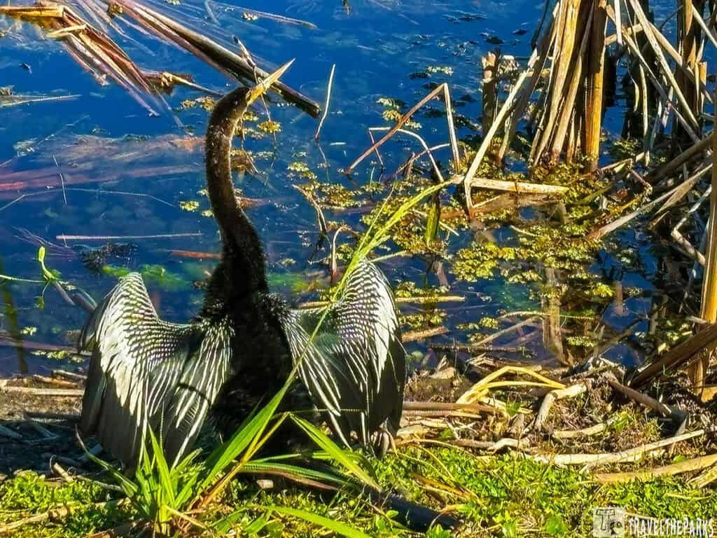 Anhinga with outstretched wings near water, surrounded by reeds and green grass at Lake Woodruff NWR.