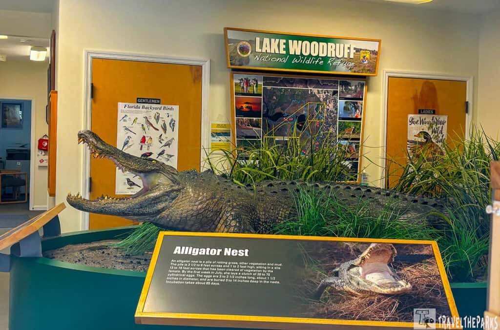 Indoor display at Lake Woodruff National Wildlife Refuge with a model alligator and informational signs.