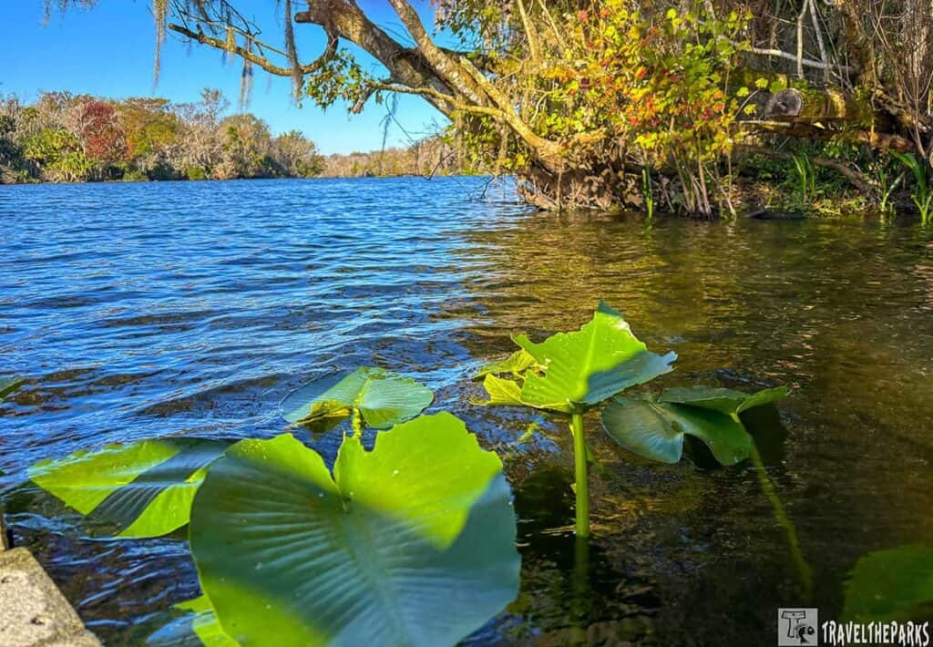 A scenic view of DeLeon Springs with floating green leaves, overhanging trees, and autumn foliage.

