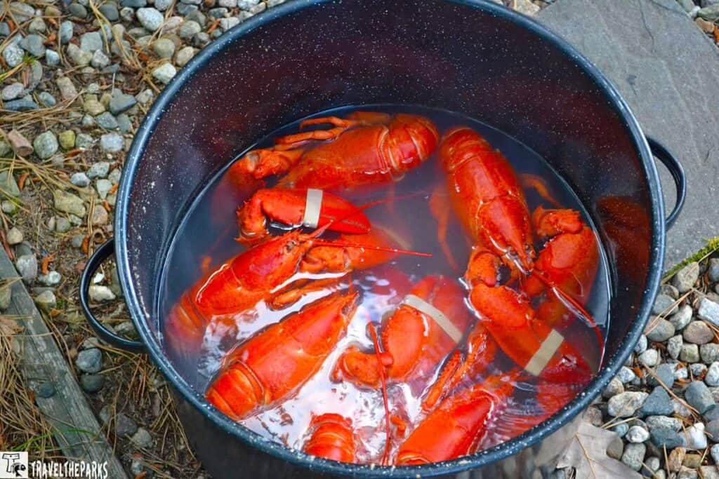 Maine Lobsters boiling in a cast-iron pot on the beach