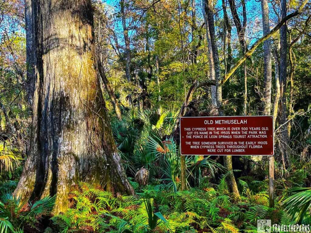 A large cypress tree known as "Old Methuselah" in a forest, with a sign providing historical information.

