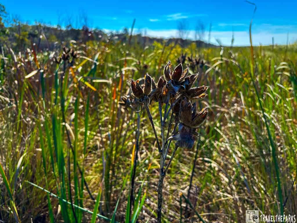 Close-up of dried plants with seed pods in a grassy field under a clear blue sky.
