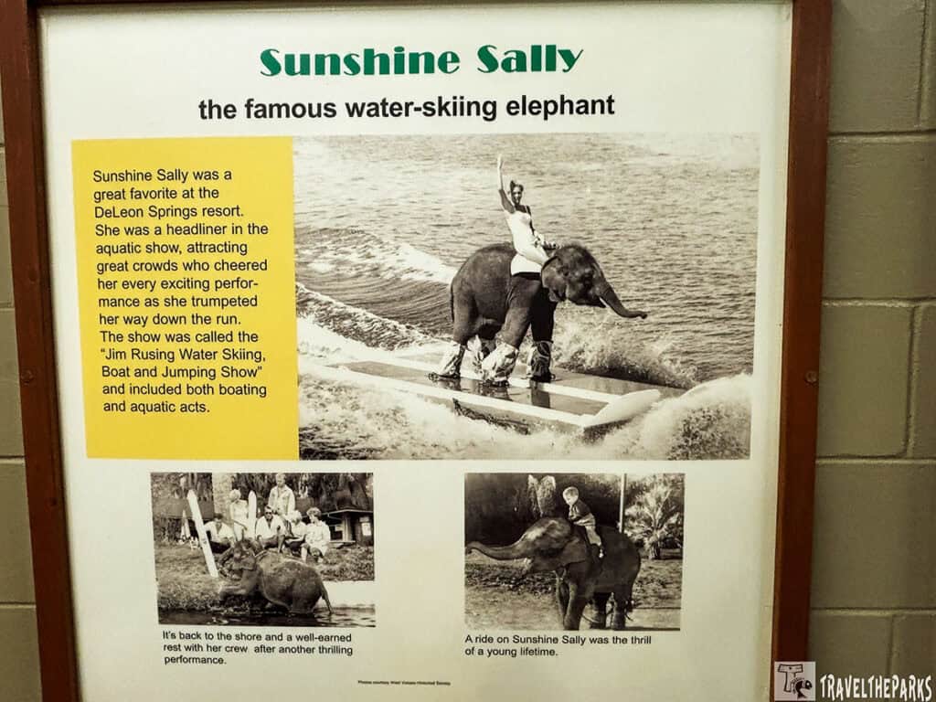 Framed display titled "Sunshine Sally the famous water-skiing elephant," featuring vintage photos and text about performances at DeLeon Springs.


