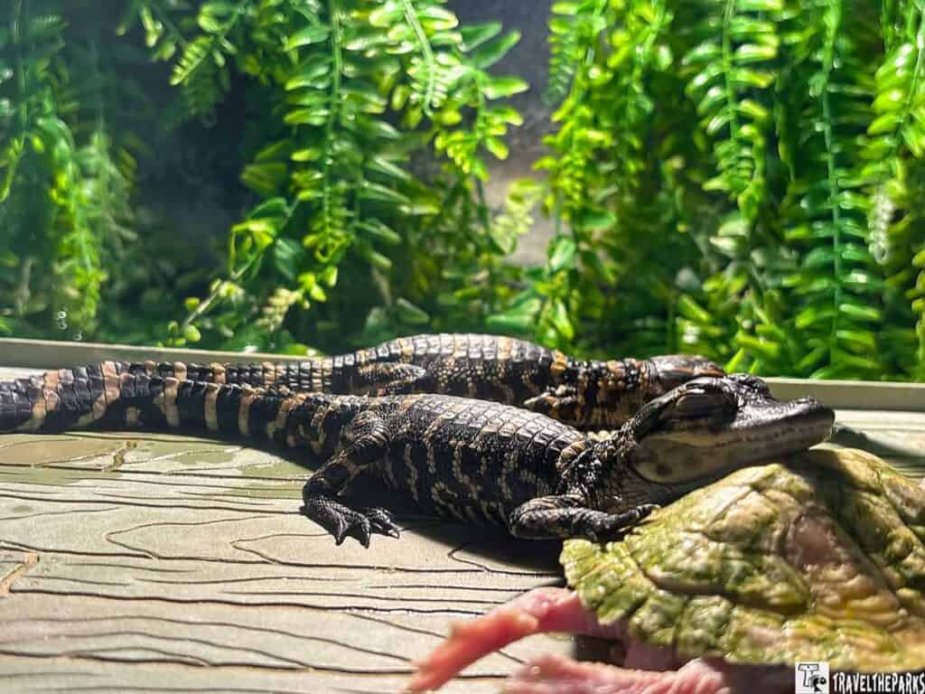 A small alligator rests on a turtle shell with green foliage in the background.

