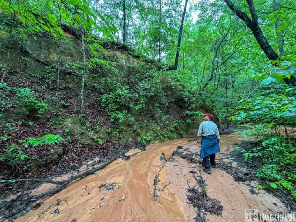 A person walks along a clay path in a dense, green forest.