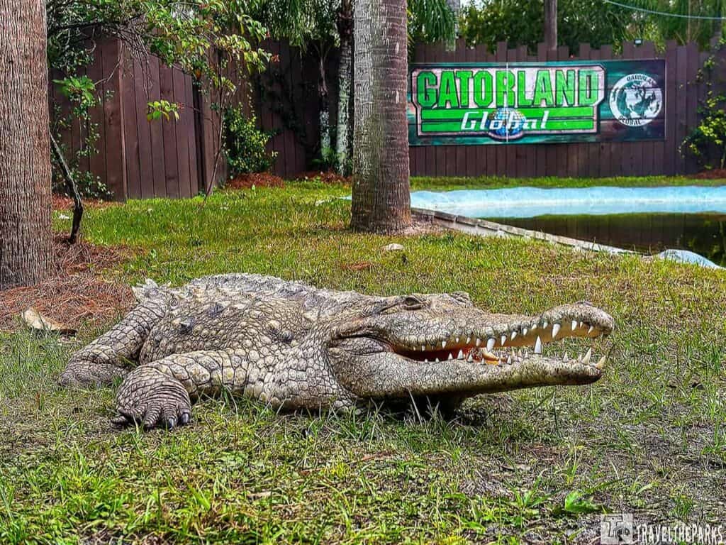 A large crocodile with its mouth open, lying on grass at Gatorland, Orlando.

